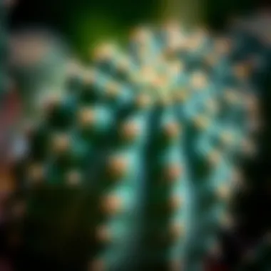 Cactus Care Techniques Close-up view of cactus care techniques