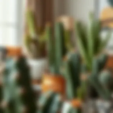 Cacti in Home Decor Stylish interior showcasing cacti as decorative elements