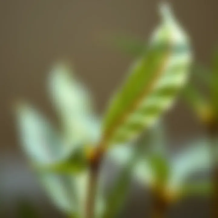 Nature's Intricate Design Close-up of a slender leaf plant showcasing its intricate details