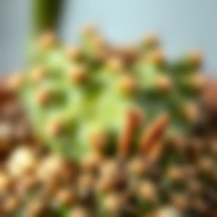 Close-up of cactus roots