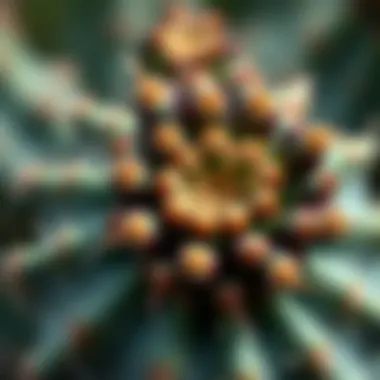 Intricate Details of Cactus Blossoms Close-up of a cactus flower