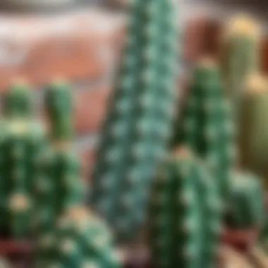 Nurturing Cacti for Optimal Blooming Caring for a cactus plant