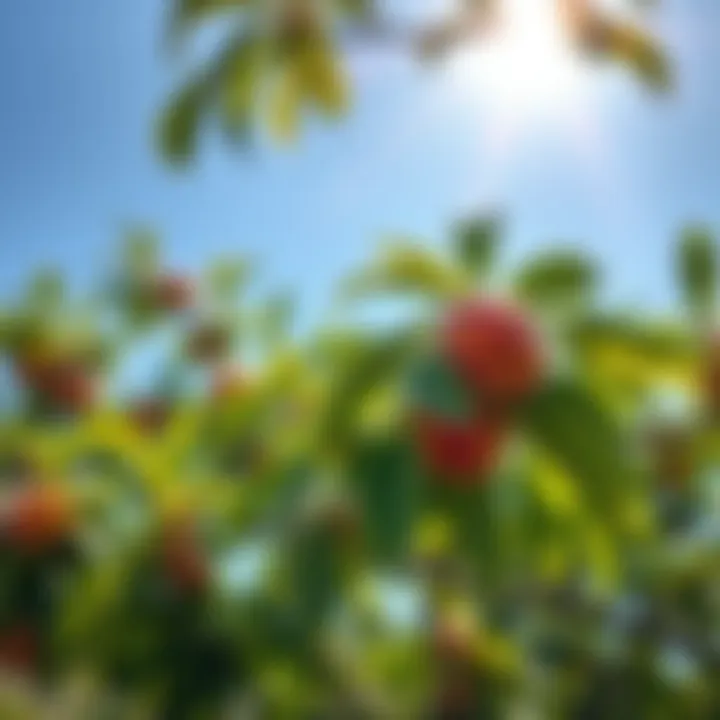 Lush peach tree under sunlight