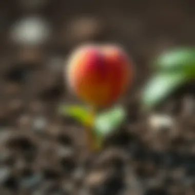 Healthy peach seedling emerging from soil
