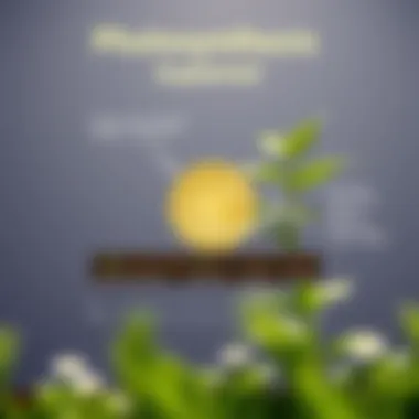 Photosynthesis Explained A diagram illustrating the photosynthesis process, showing how plants absorb carbon dioxide and release oxygen.