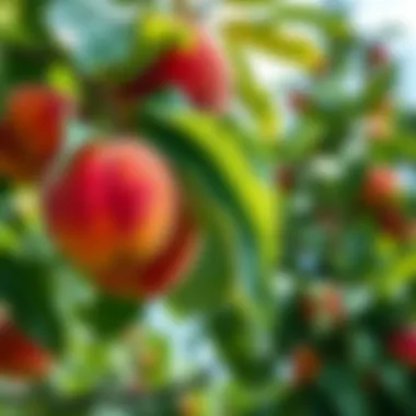 Peach tree with ripe fruit