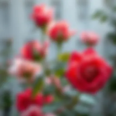 Fertilizing roses for optimal growth