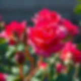 Vibrant rose seeds ready for planting