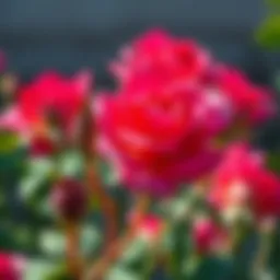 Vibrant rose seeds ready for planting