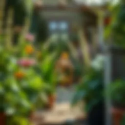 A tranquil garden setting with plants that repel mosquitoes