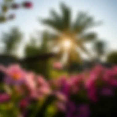 Sunshine and Blossoms The radiant sun illuminating a vibrant flower garden