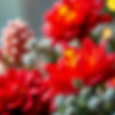 Rich Colors of the Christmas Flower Close-up of Christmas flower's rich colors